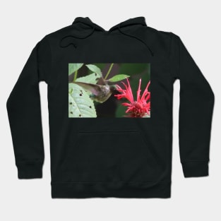 A Hummingbird partaking in Bee Balm Nectar Hoodie